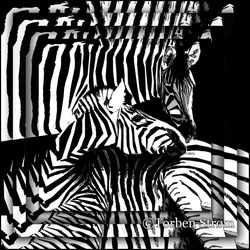 zebra