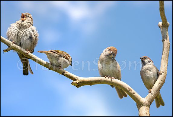 4 Skovspurve Unger