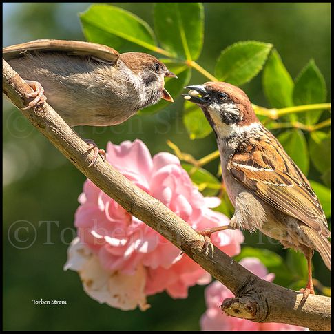 skovspurve_ mad_05930