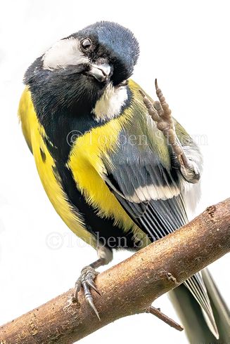 Musvit_hej_weeb_06755