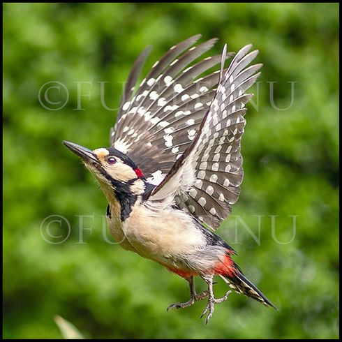 søren_flyver_i_08863