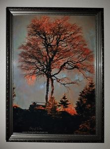 Bjørk i solnedgang