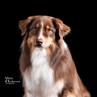 Hond