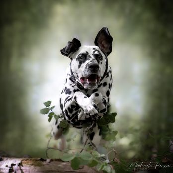 Hundfotograf Skåne
