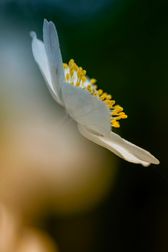 _DSF8723 kopiera