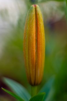 _DSF9513 kopiera