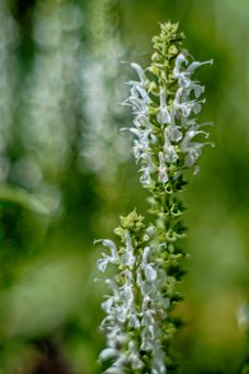 _DSF9523 kopiera_HDR