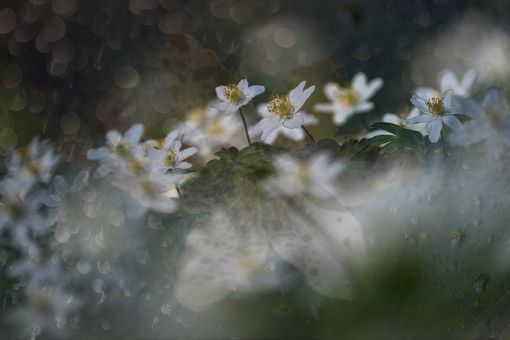 _IJB0398 kopiera 2