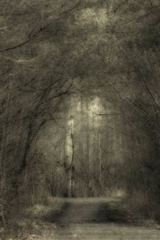 Bruses skog