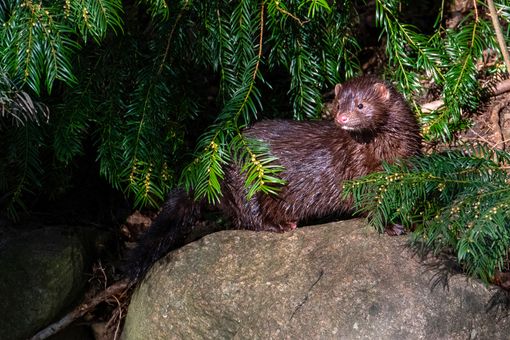 Mink