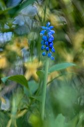 _IJO5791 kopiera
