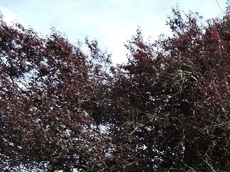 Un beau parc arboré entièrement clos de mur : le parc Monseigneur Joseph Robert, ainsi nommé par les Foyers en 2018.