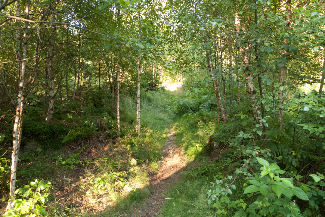 La forêt de Francheville.