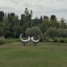les-oiseaux-Bigot-2