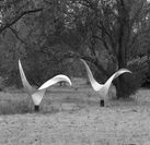 les-oiseaux-alu
