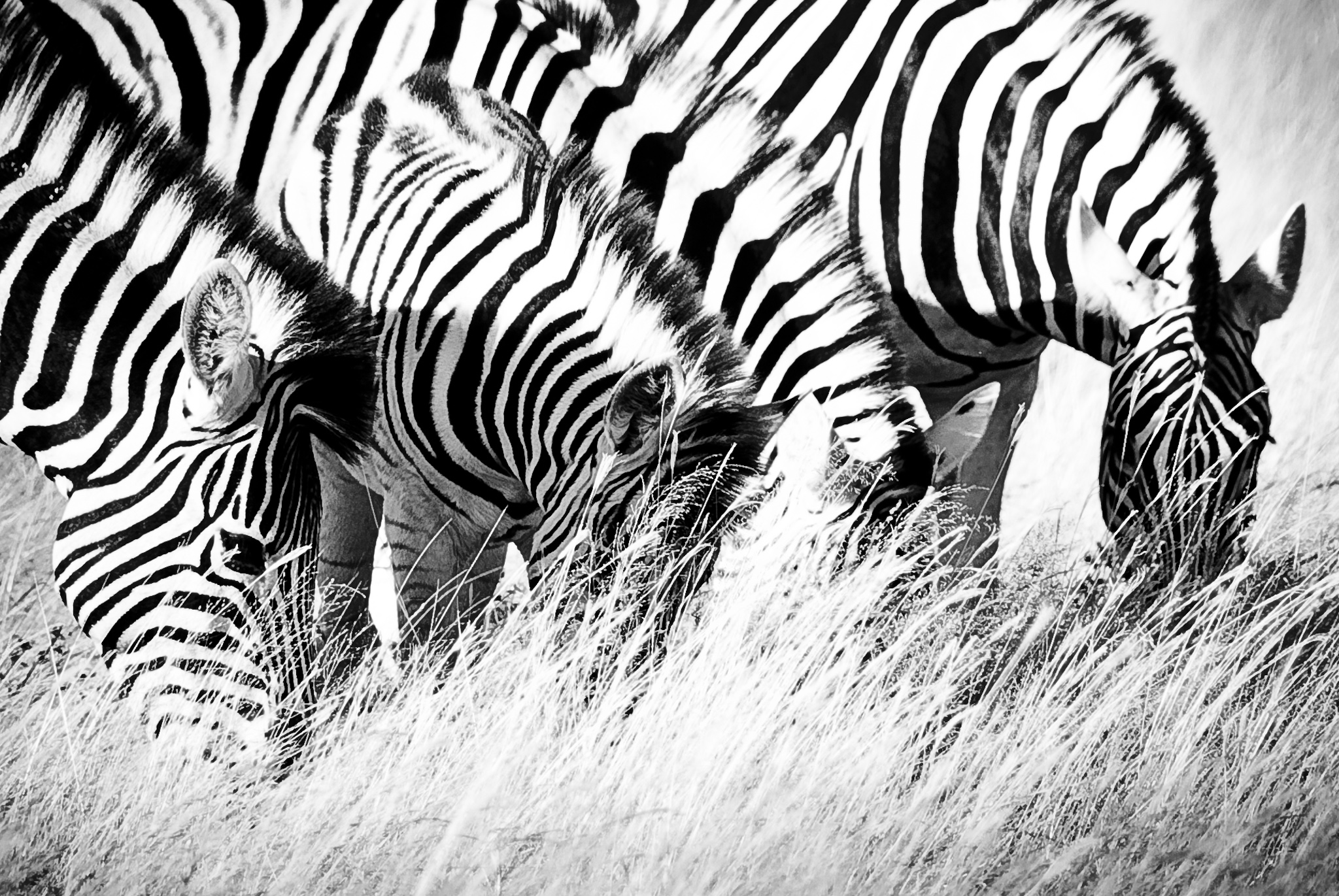 2010 Namibia-9263