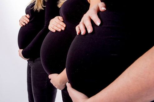 gravid 2
