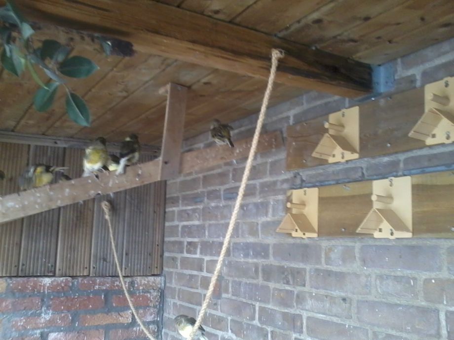 Tegen de avond zitten de meeste vogel bovenin tegen de rand van het dak.  