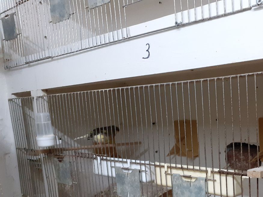 Soms zoals ik al eerder heb aangegeven plaatst ik de poppen waar ik eigenlijk niks mee doe gewoon in een volière en hang er wat nestmandjes in. Dit doe ik eigenlijk om 2 redenen;

1 Als ik geen nestmateriaal geef dan gaan ze zichzelf volop plukken en beschadigen. 
2 Soms kan het zijn dat een jonge vogel in de broedkooi zomaar van de eitjes afgaat. Deze eitjes kan ik dan in nood onder een van deze reservepoppen leggen. 

