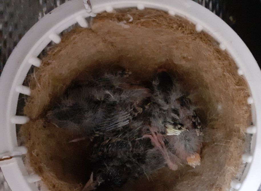 Een nieuw schoon nestje. Doe dit uiterlijk de 11e dag. Doe je dit later dan kan het zijn dat een jong van schrik uit het nest springt. Deze zal vaak elke keer als je hem weer terug zet er zo weer opnieuw uitspringen. Gevolg minder voeding. Alleen op de bodem vooral s,nachts natuurlijk steenkoud. Deze zal het dan vaak niet overleven.    