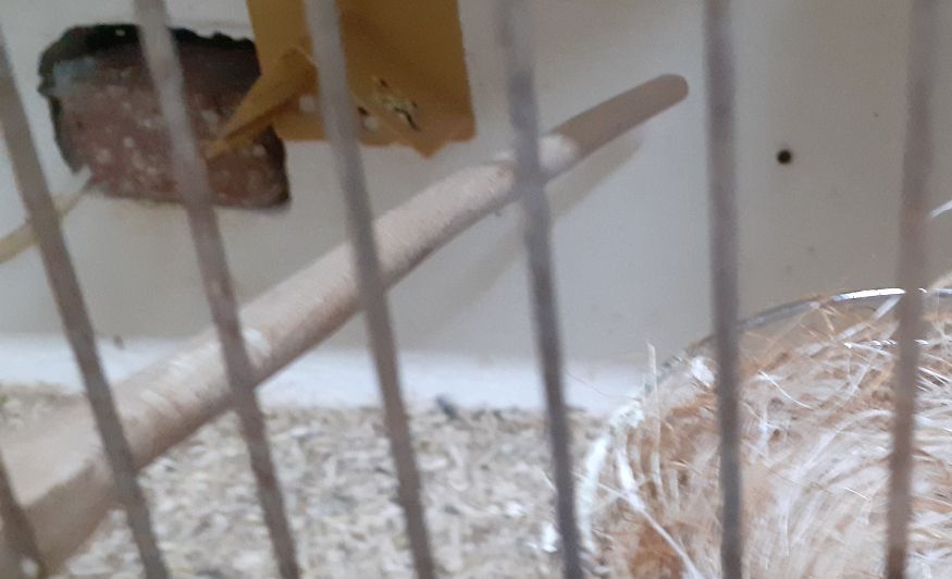 Weet u nog? Zie de foto bij 28 januari. 1 man met 2 poppen in de vlucht. Nou de kuifpop had 4 jongen en het bruine popje heeft er 2. Ook bij de kuifpop lag weer 1 jong dood op de bodem?? Toch nestmateriaal?? Zoals ik al zei al jaren hetzelfde. 