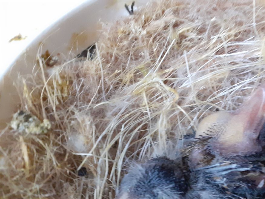 Lees ook de tekst van 2 maart over de pop van koppel 15.  

Het lijkt wel of de vogels in een hele andere cyclus zitten. Neem bijvoorbeeld koppel 4. Loopt maar zo weer met 3 bevruchte eitjes van het nest af. Helaas kon ik deze eitjes nergens onder leggen. Dit deed ze ook de 1e ronde. Net als bijvoorbeeld bij koppel 8. Ook hier liep de pop zomaar de 11e dag van de eitjes af met de 1e ronde. Ook nu de 2e ronde spant het er weer om.  