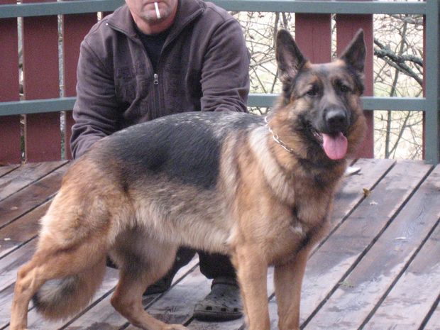 Rinnrislas Fazena (Zena)