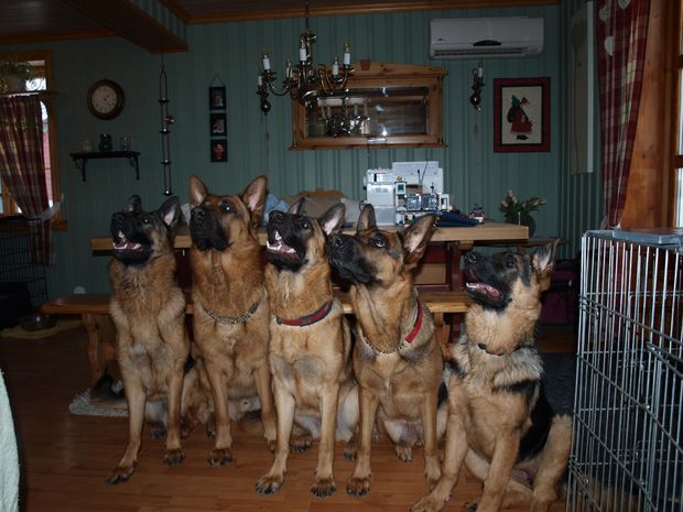 Kennel Fjella