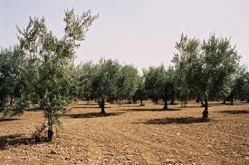 Oliven soweit das Auge reicht
Olives as far as you can see
