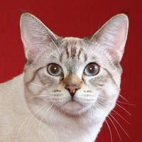 American Bobtail SH