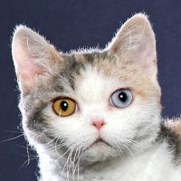American Wirehair