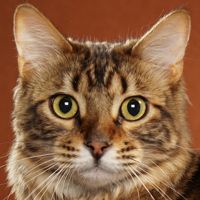 Bengal LH