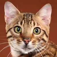 Bengal