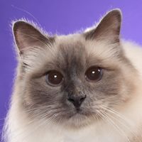 Birman