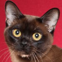 Burmese