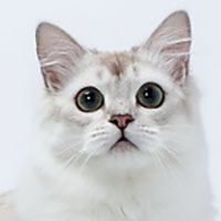 Burmilla LH