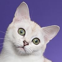 Burmilla