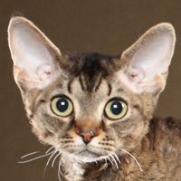 Devon Rex