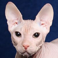 Donskoy