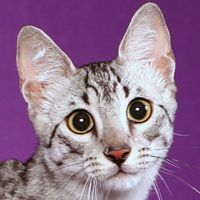 Egyptian Mau
