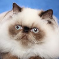 Himalayan
