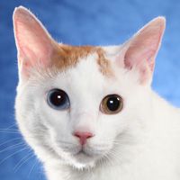 Japanese Bobtail