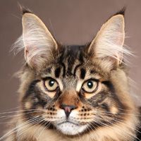 Maine Coon