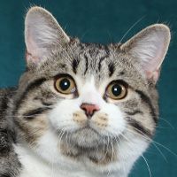 Manx