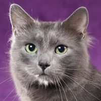 Nebelung