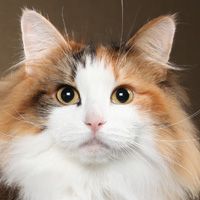 Norwegian Forest