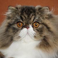 Persian