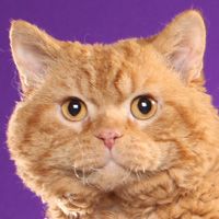 Selkirk Rex