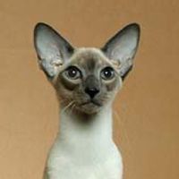 Siamese