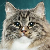 Siberian